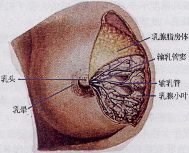 (二)乳腺的结构
